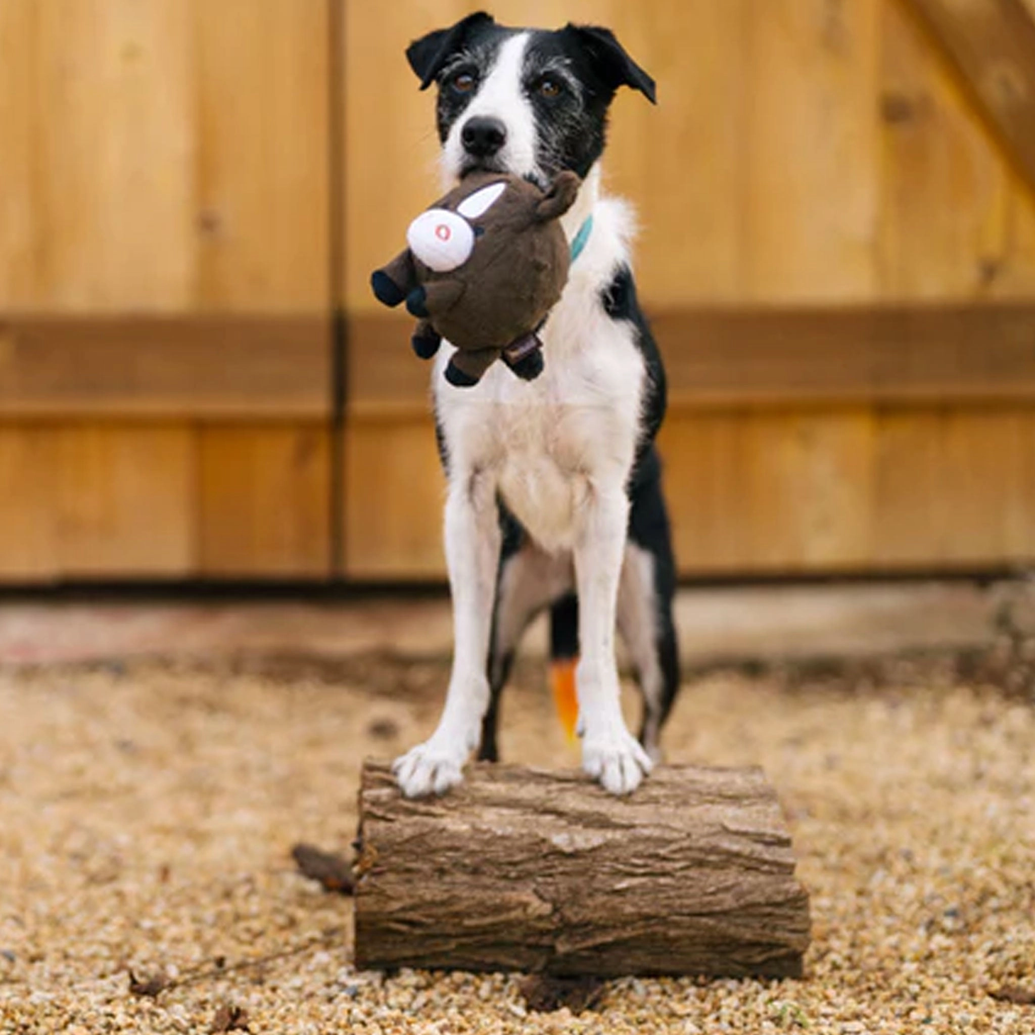 P.L.A.Y. Barnyard Buddies Harley Horse Dog Toys